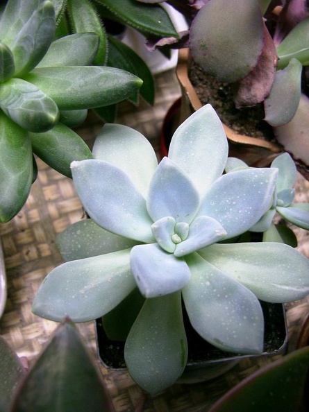 pachyphytum_amethystinum-b.jpg
