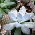 pachyphytum_amethystinum-b.jpg
