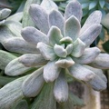 Pachyphytum amethystinum f. variegata