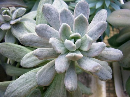 Pachyphytum amethystinum f. variegata