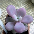 Pachyphytum amilata