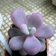 Pachyphytum amilata