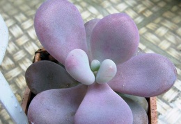 Pachyphytum amilata