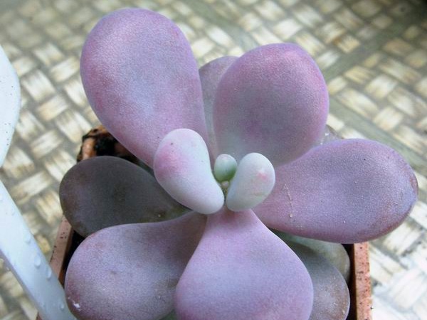 Pachyphytum amilata