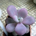 pachyphytum_amilata-b.jpg