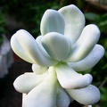 Pachyphytum bracteosum