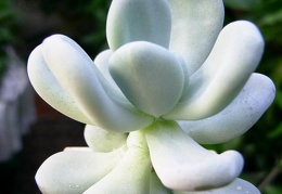 Pachyphytum bracteosum