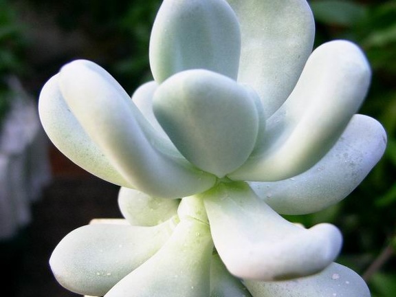 Pachyphytum bracteosum