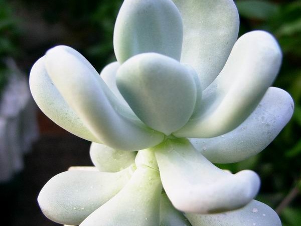 Pachyphytum bracteosum