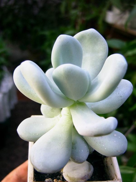 pachyphytum_bracteosum-b.jpg