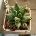 Pachyphytum compactum