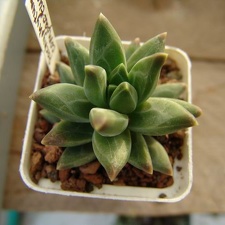 Pachyphytum compactum