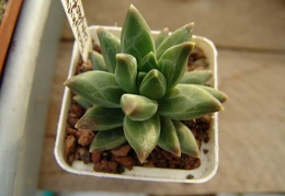 Pachyphytum compactum