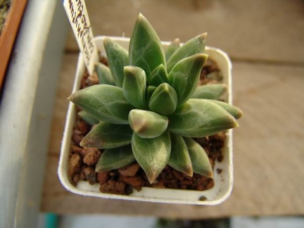 Pachyphytum compactum