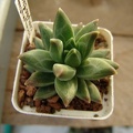 pachyphytum_compactum-b.jpg