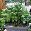 Pachyphytum compactum f. cristata