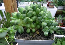 Pachyphytum compactum f. cristata