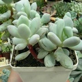 Pachyphytum glutinicaule