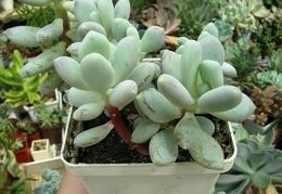 Pachyphytum glutinicaule