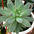 Pachyphytum longifolium