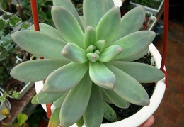 Pachyphytum longifolium