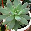 pachyphytum_longifolium-b.jpg