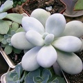 Pachyphytum oviferum