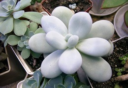 Pachyphytum oviferum