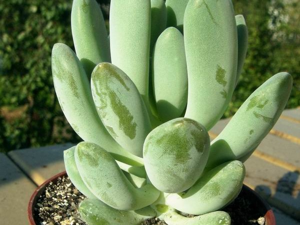 Pachyphytum sp.