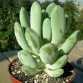 Pachyphytum sp.