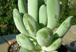 Pachyphytum sp.