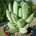 pachyphytum_sp_3-b.jpg