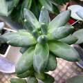 Pachyphytum werdermanii