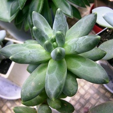 Pachyphytum werdermanii