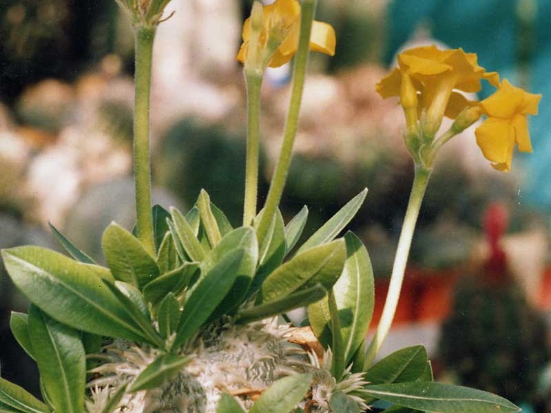 Pachypodium brevicaule