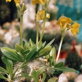 Pachypodium brevicaule
