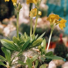 Pachypodium brevicaule