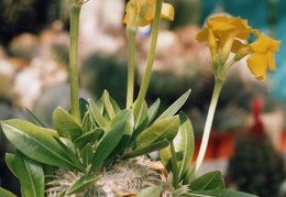 Pachypodium brevicaule