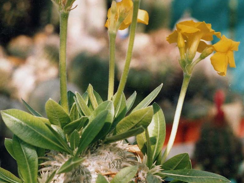 Pachypodium brevicaule