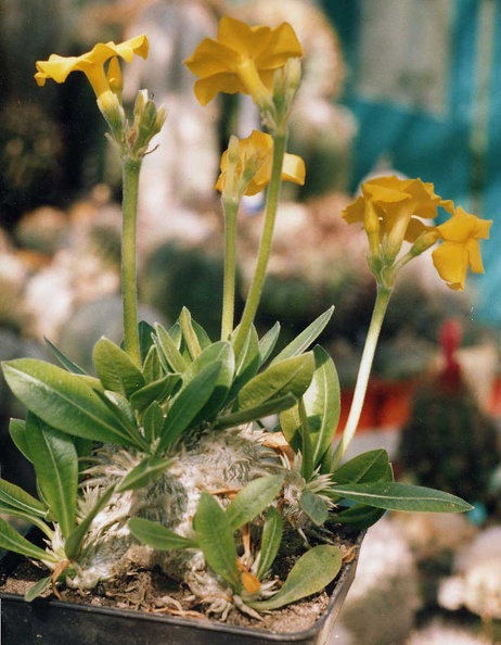 Pachypodium-brevicaule.jpg