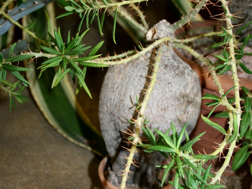 Pachypodium bispinosum 001