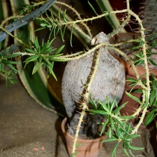 Pachypodium bispinosum 001