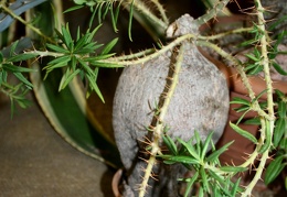 Pachypodium bispinosum 001
