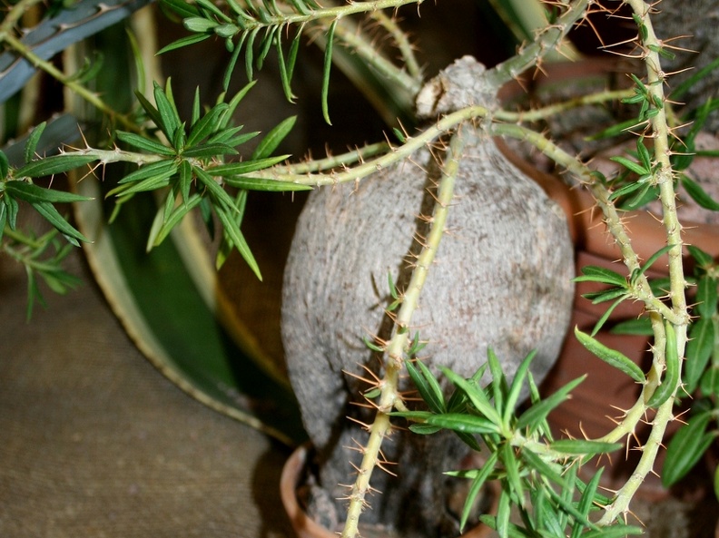 Pachypodium bispinosum 001