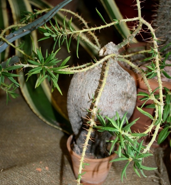 Pachypodium_bispinosum_001.JPG