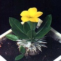 Pachypodium brevicaule