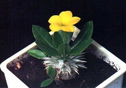 Pachypodium brevicaule