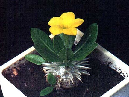 Pachypodium brevicaule