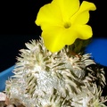 Pachypodium brevicaule