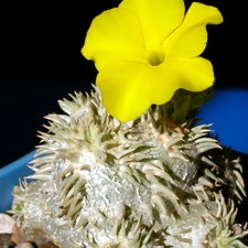 Pachypodium brevicaule